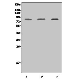IKK epsilon Antibody / IKKE / IKKI