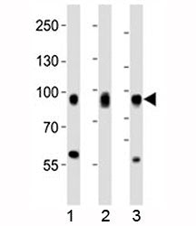 Western blot analysis of lysate from 1) HeLa, 2) PC3, and 3) HT-1080 cell line using CD44 antibody a