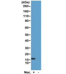 Histone H2B Antibody (pSer14)