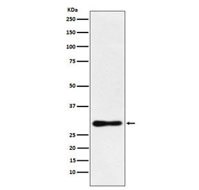 DDAH2 Antibody