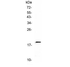 Western blot testing of recombinant human protein (1ng/lane) with IL-32 antibody at 0.5ug/ml.