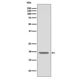 Glucagon Antibody