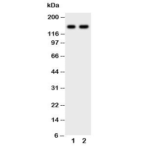 CD45 Antibody