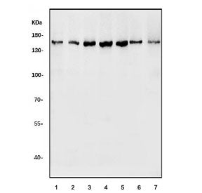 Raptor Antibody