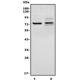 IL-18R Beta Antibody