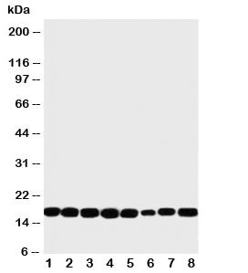 Western blot testing of rat lysate samples: 1) heart, 2) brain, 3) liver, 4) skeletal muscle and hum