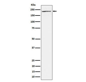 MAP3K4 Antibody / MEKK4