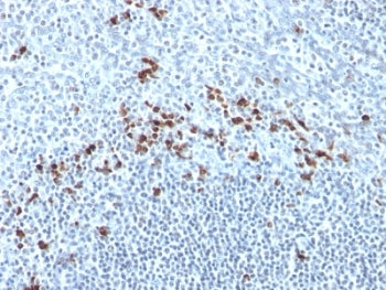 IHC: Formalin-fixed, paraffin-embedded human tonsil stained with anti-Kappa Light Chain antibody (cl