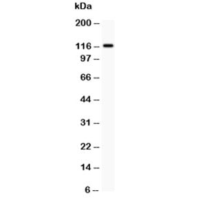 c-Kit Antibody
