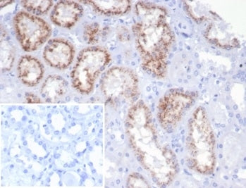 IHC staining of FFPE human kidney tissue with recombinant RBP4 antibody (clone rRBP4/7372). Negative