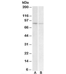 BACH1 Antibody