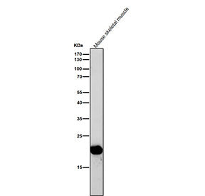 All lanes use the antibody at 1:1K dilution for 1 hour at room temperature. Predicted molecular weight ~18 kDa.