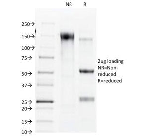 SDS-PAGE Analysis of Purified, BSA-Free Connexin 32 Antibody (clone R5.21C). Confirmation of Integri
