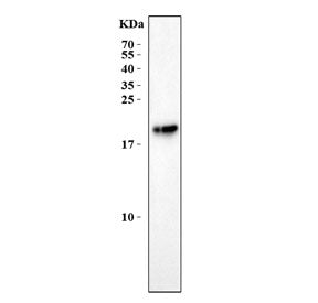 Aanat Antibody