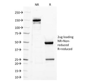 TLR2 Antibody