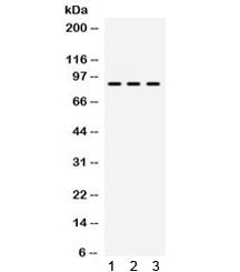 TAP1 Antibody