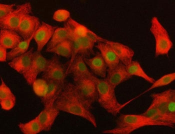 NR0B1 Antibody / DAX-1