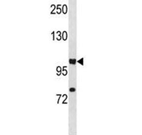 HIF1A Antibody