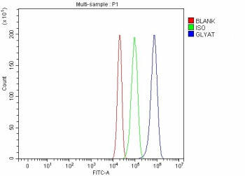 Flow Cytometry analysis of RT4 cells using anti-GLYAT antibody. Overlay histogram showing RT4 cells 