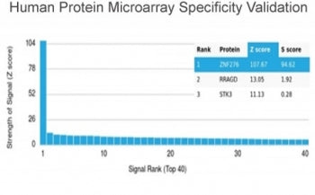 ZNF276 Antibody