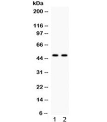 JNK2 Antibody (alpha/beta)