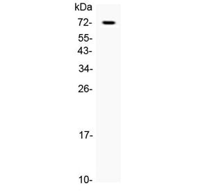 CRLF2 Antibody / TSLP Receptor