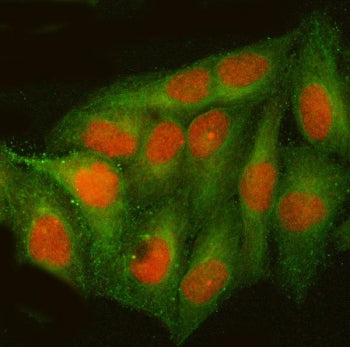 Immunofluorescent staining of FFPE human HeLa cells with CREB-2 antibody (red) and Alpha Tubulin mAb
