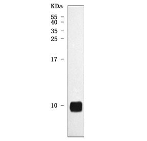 NDUFA3 Antibody