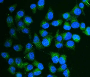 Immunofluorescent staining of FFPE human HepG2 cells with CA13 antibody (green) and DAPI nuclear sta