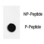 p-JNK Antibody (pT183/Y185)