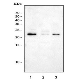 Gremlin 1 Antibody