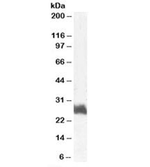 FRA1 Antibody
