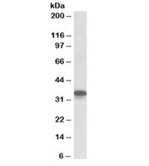 Cyb5r3 Antibody
