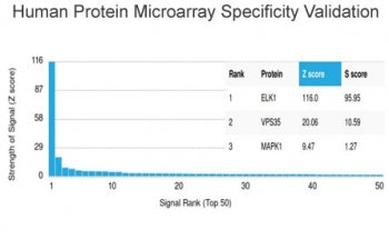 ELK1 Antibody