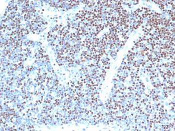 IHC staining of FFPE human lymph node with LEF1 antibody (clone LEF1/341R) at 2ug/ml in PBS for 30mi