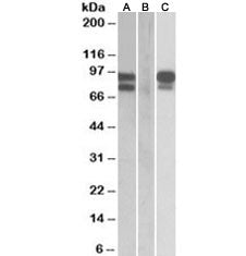 PCSK9 Antibody