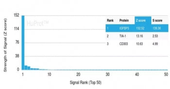 IGFBP3 Antibody
