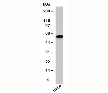 SIN1 Antibody