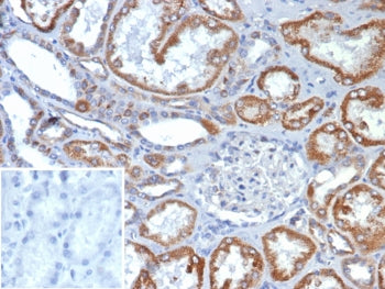 FGF-23 Antibody / Fibroblast Growth Factor 23