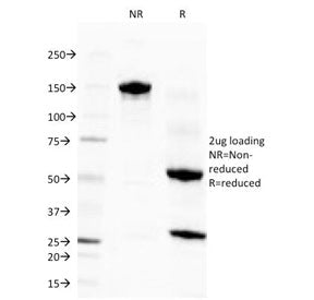 SDS-PAGE Analysis of Purified, BSA-Free Eosinophil Peroxidase Antibody (clone EPO104). Confirmation 
