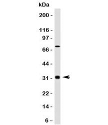 Bcl10 Antibody