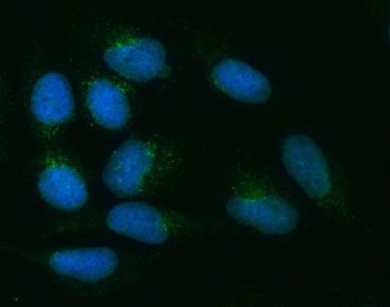Immunofluorescent staining of FFPE human U-2 OS cells with ZNRF3 antibody (green) and DAPI nuclear s