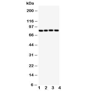 Sp4 Antibody