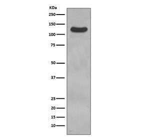 CD31 Antibody / PECAM1