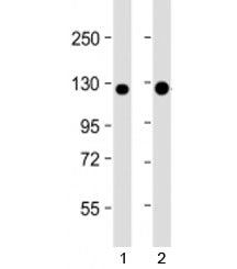 E-Cadherin Antibody / CDH1