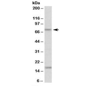 TGM7 Antibody