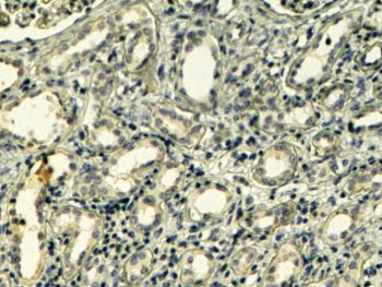 Tensin Antibody