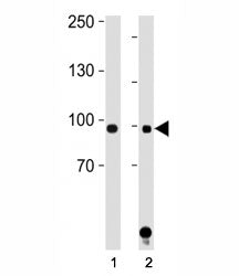 STAT1 Antibody