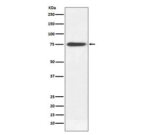 IgM Heavy Chain Antibody