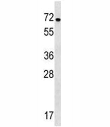 NOX1 Antibody